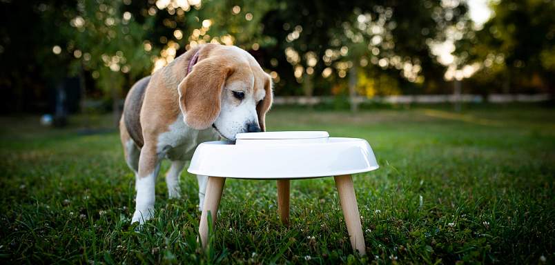 Bubla a miska Eatee Bowl