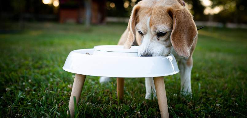 Bubla a miska Eatee Bowl