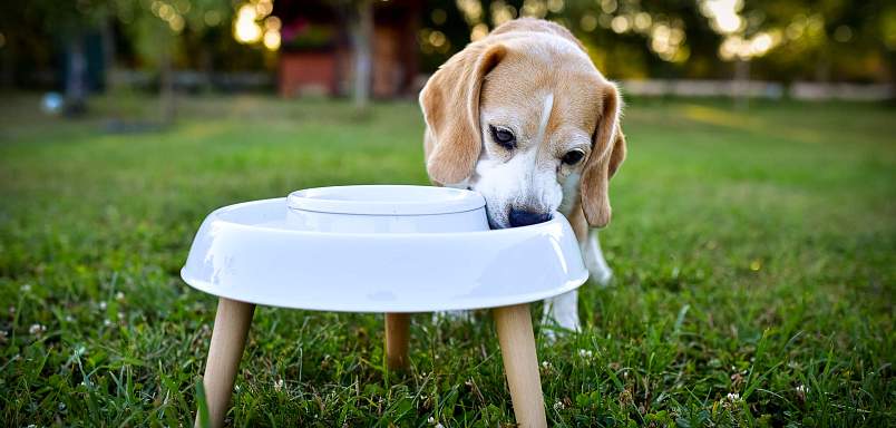 Bubla a miska Eatee Bowl