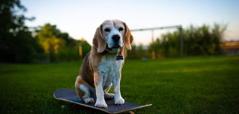 Bubla na skateboardu
