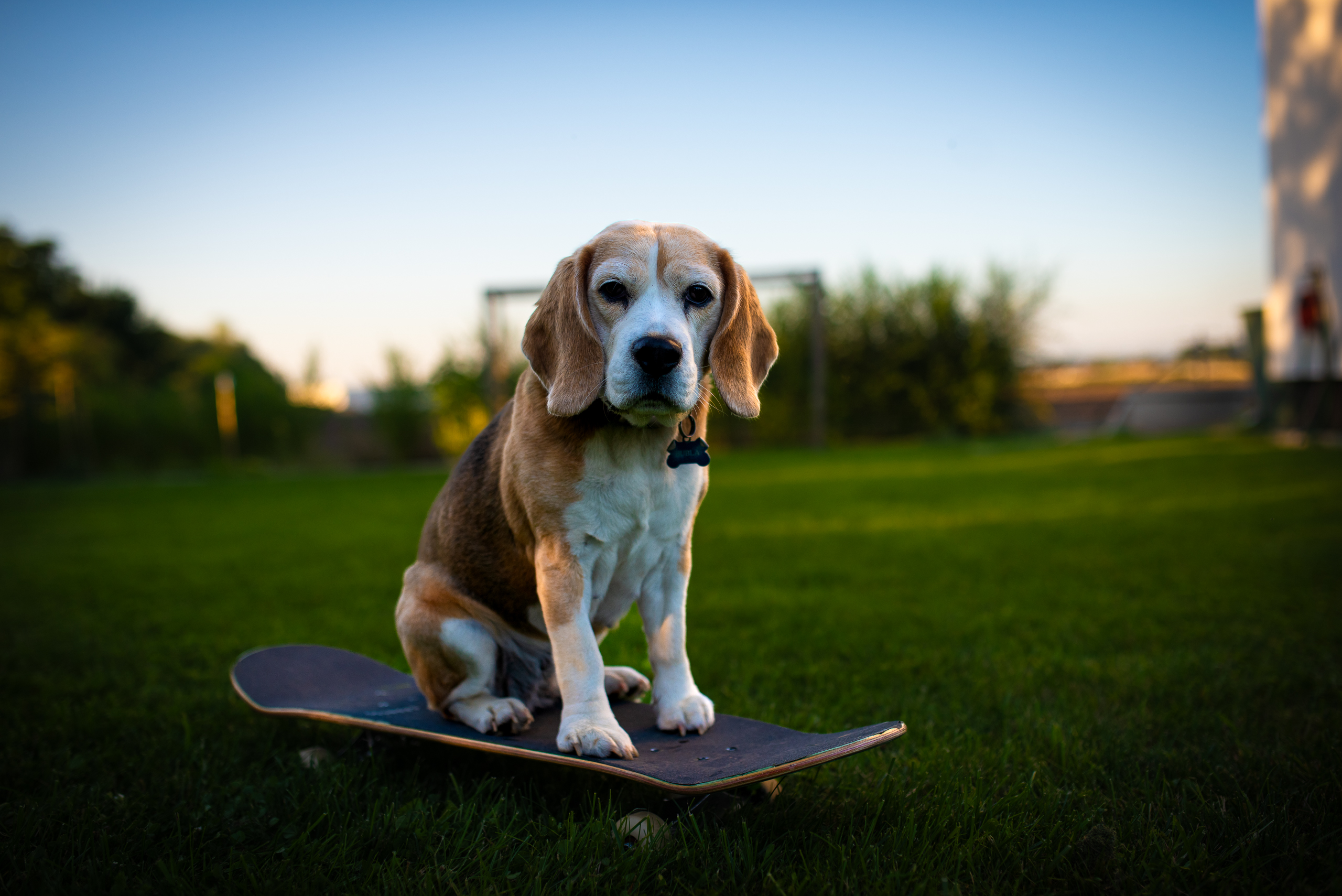 Bubla na skateboardu #3