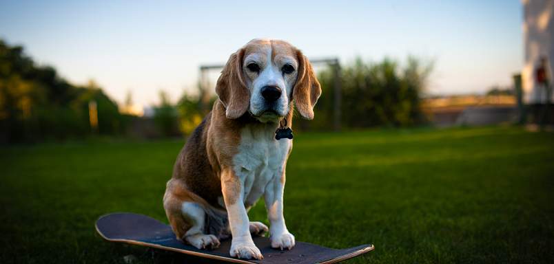 Bubla na skateboardu