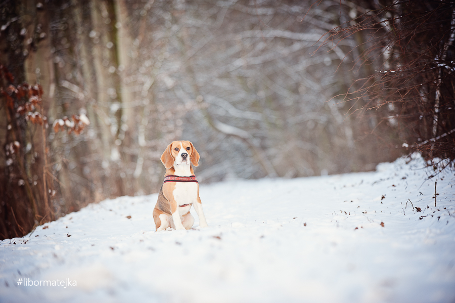 Bubla (Zima 2014) #5