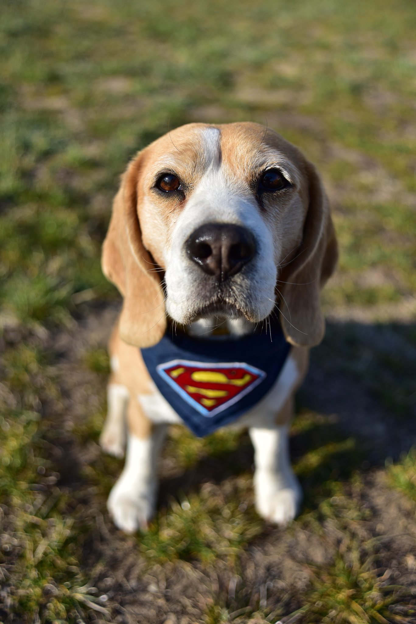 Superpes Bubla