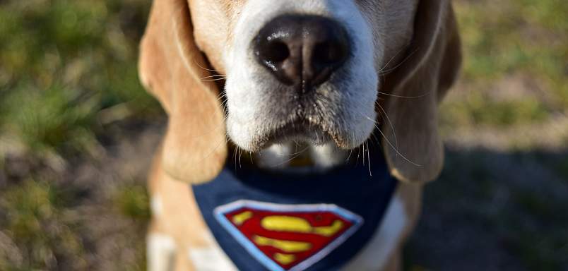 Superpes Bubla