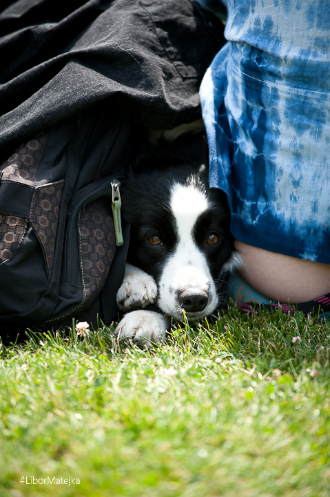 7. mistrovství ČR v dogfrisbee