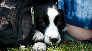 7. mistrovství ČR v dogfrisbee