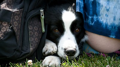 7. mistrovství ČR v dogfrisbee