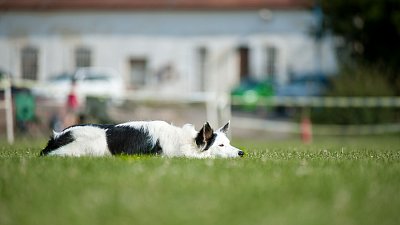 7. mistrovství ČR v dogfrisbee