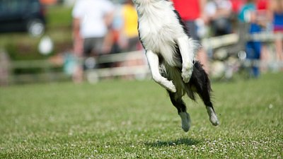 7. mistrovství ČR v dogfrisbee