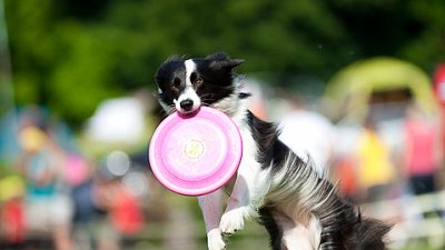 7. mistrovství ČR v dogfrisbee