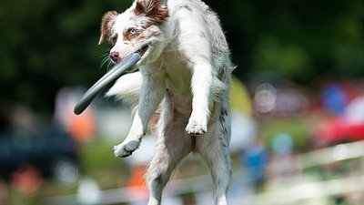 7. mistrovství ČR v dogfrisbee