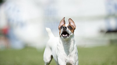 7. mistrovství ČR v dogfrisbee