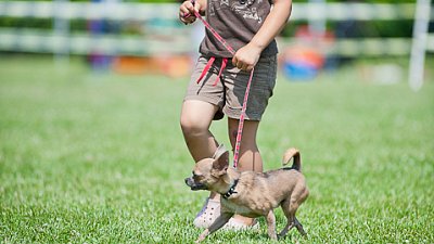 7. mistrovství ČR v dogfrisbee
