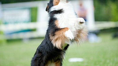7. mistrovství ČR v dogfrisbee