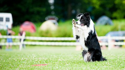 7. mistrovství ČR v dogfrisbee