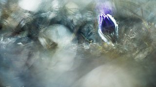 Koniklec velkokvětý (Pulsatilla grandis)