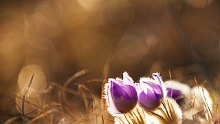 Koniklec velkokvětý (Pulsatilla grandis)