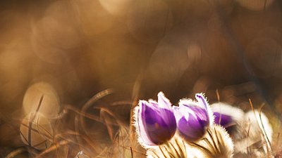 Koniklec velkokvětý (Pulsatilla grandis)