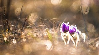 Koniklec velkokvětý (Pulsatilla grandis)
