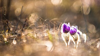 Koniklec velkokvětý (Pulsatilla grandis)