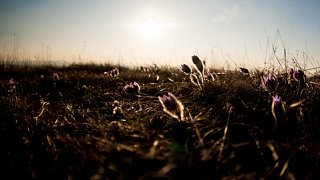Koniklec velkokvětý (Pulsatilla grandis)