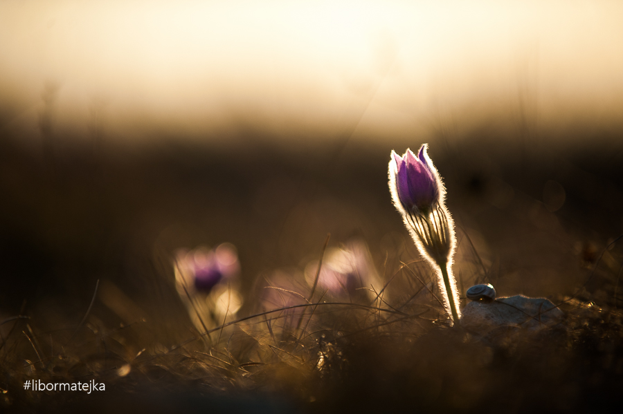 Koniklec velkokvětý (Pulsatilla grandis)