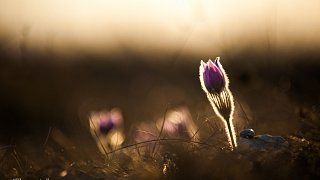 Koniklec velkokvětý (Pulsatilla grandis)