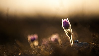Koniklec velkokvětý (Pulsatilla grandis)