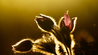 Koniklec velkokvětý (Pulsatilla grandis)