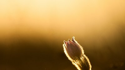 Koniklec velkokvětý (Pulsatilla grandis)