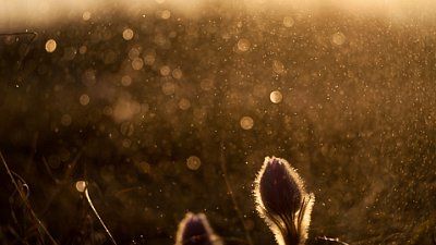 Koniklec velkokvětý (Pulsatilla grandis)