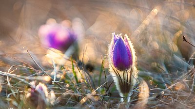 Koniklec velkokvětý (Pulsatilla grandis)
