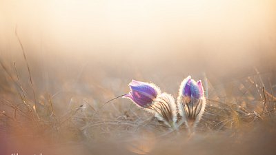 Koniklec velkokvětý (Pulsatilla grandis)