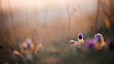 Koniklec velkokvětý (Pulsatilla grandis)