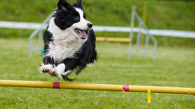 SIRIUS pejskaření aneb Hopsání po cvičišti 2014