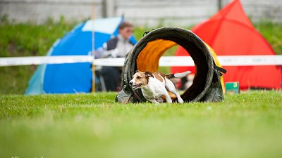 SIRIUS pejskaření aneb Hopsání po cvičišti 2014