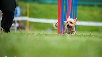 SIRIUS pejskaření aneb Hopsání po cvičišti 2014