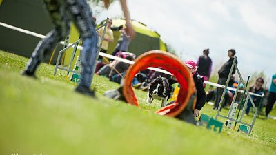 SIRIUS pejskaření aneb Hopsání po cvičišti 2014
