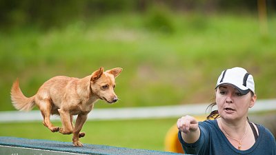 SIRIUS pejskaření aneb Hopsání po cvičišti 2014