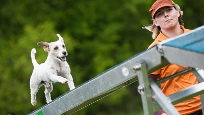 SIRIUS pejskaření aneb Hopsání po cvičišti 2014
