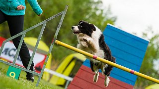 SIRIUS pejskaření aneb Hopsání po cvičišti 2014