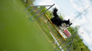 SIRIUS pejskaření aneb Hopsání po cvičišti 2014