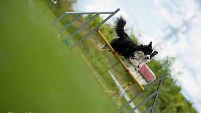 SIRIUS pejskaření aneb Hopsání po cvičišti 2014